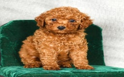Miniature Poodle dogs for sale: Darla - Image 1