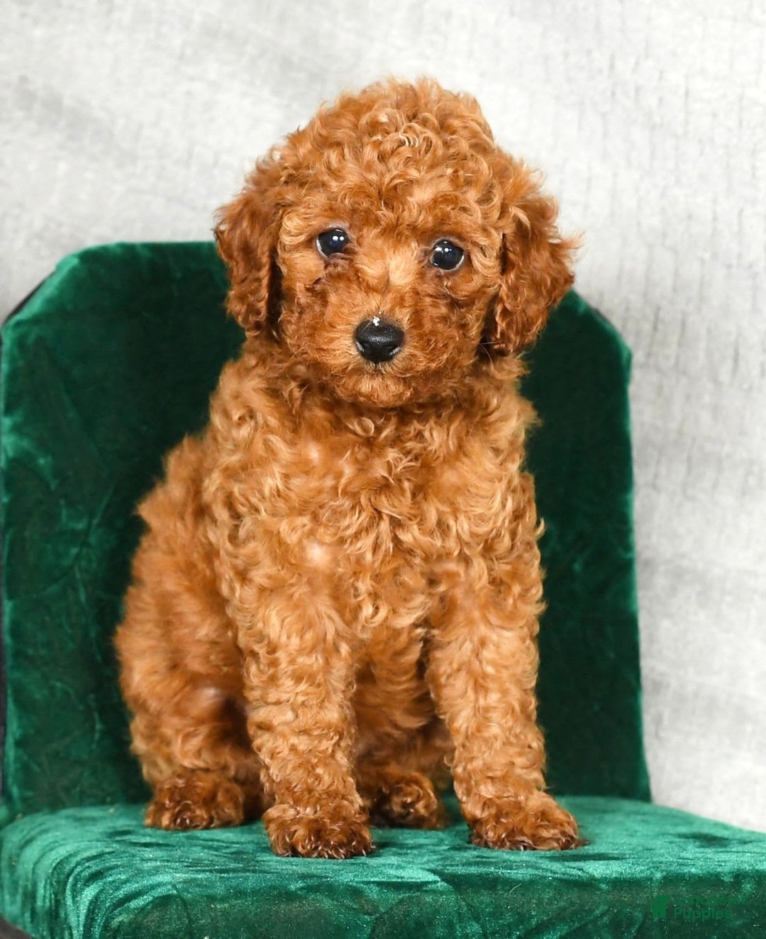 Miniature Poodle dogs for sale: Darla - Image 1