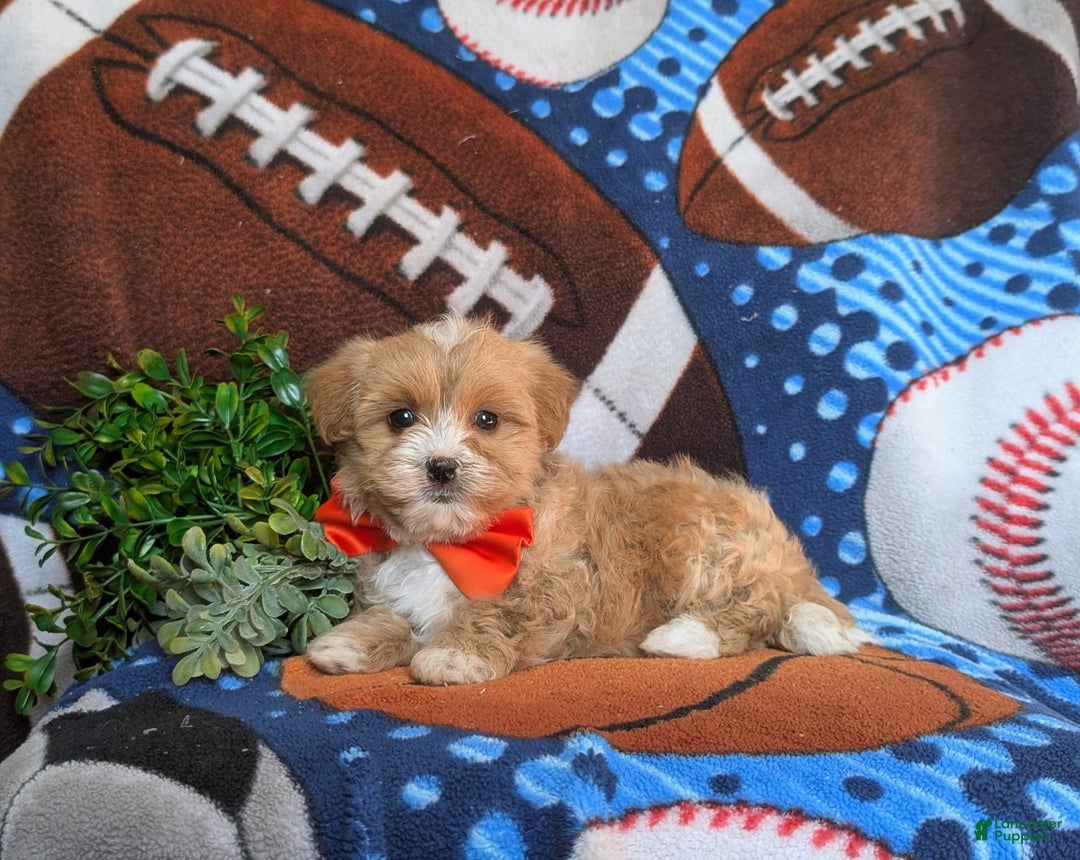 Maltipoo dogs for sale: Stratford - Image 8