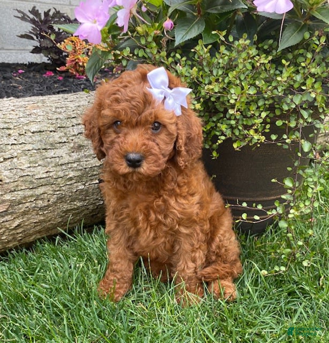 Cavapoo dogs for sale: Olivia - Image 6