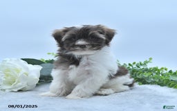 Havanese dogs for sale: Oscar - Image 1