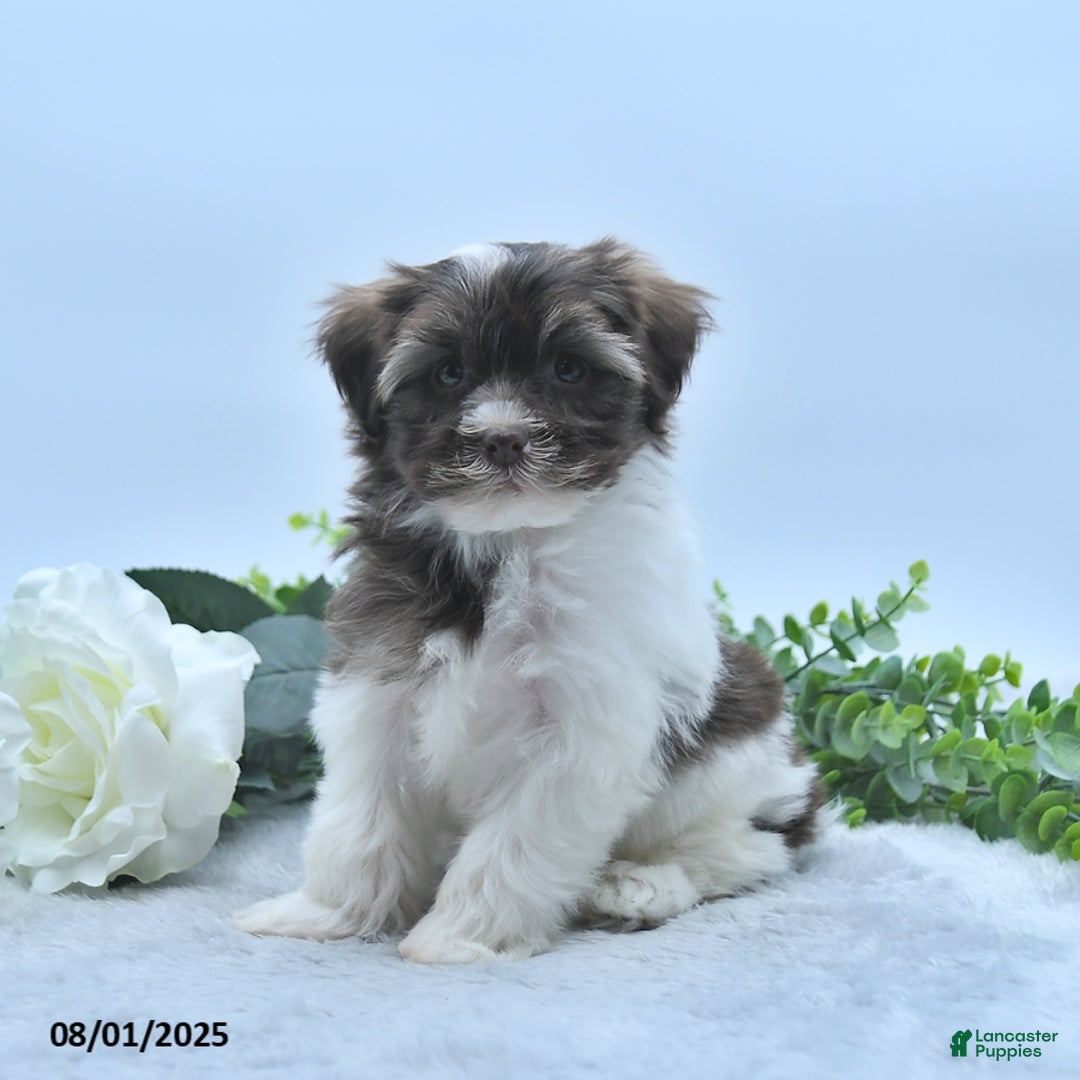 Havanese dogs for sale: Oscar - Image 1