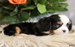 Miniature Bernese Mountain Dog dogs for sale: Gummybear - Image 3