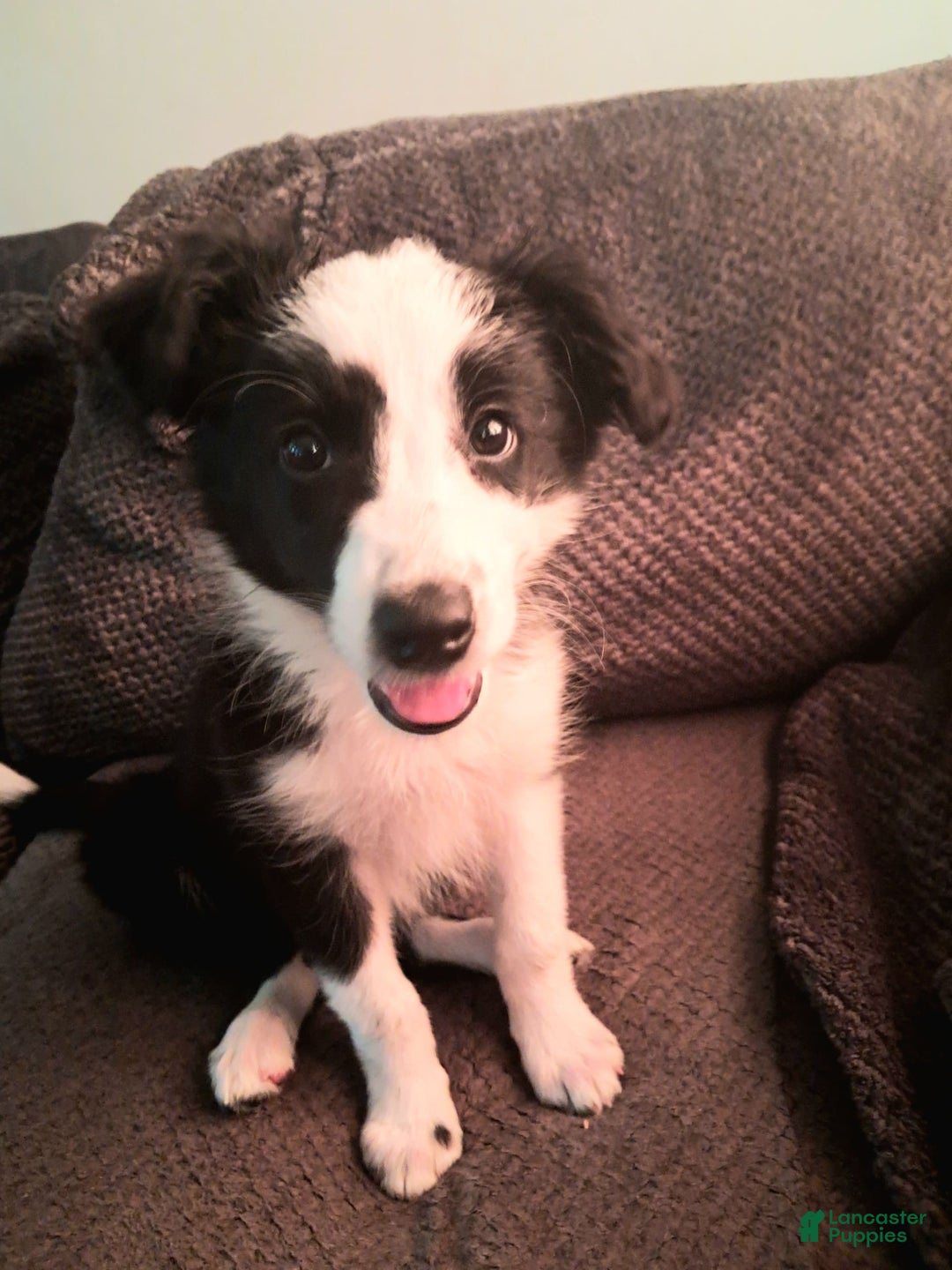 Border Collie dogs for sale: Cookie - Image 3