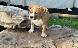 American Pit Bull Terrier dogs for sale: Helga - Image 26