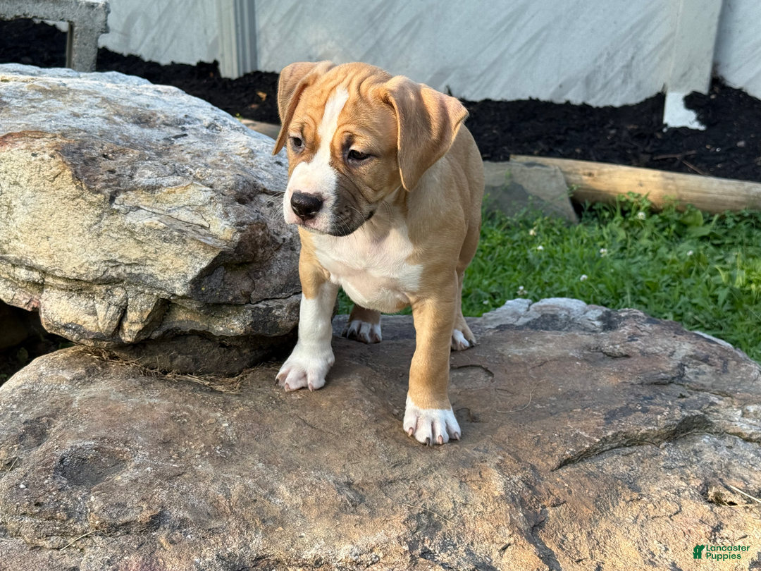 American Pit Bull Terrier dogs for sale: Helga - Image 26