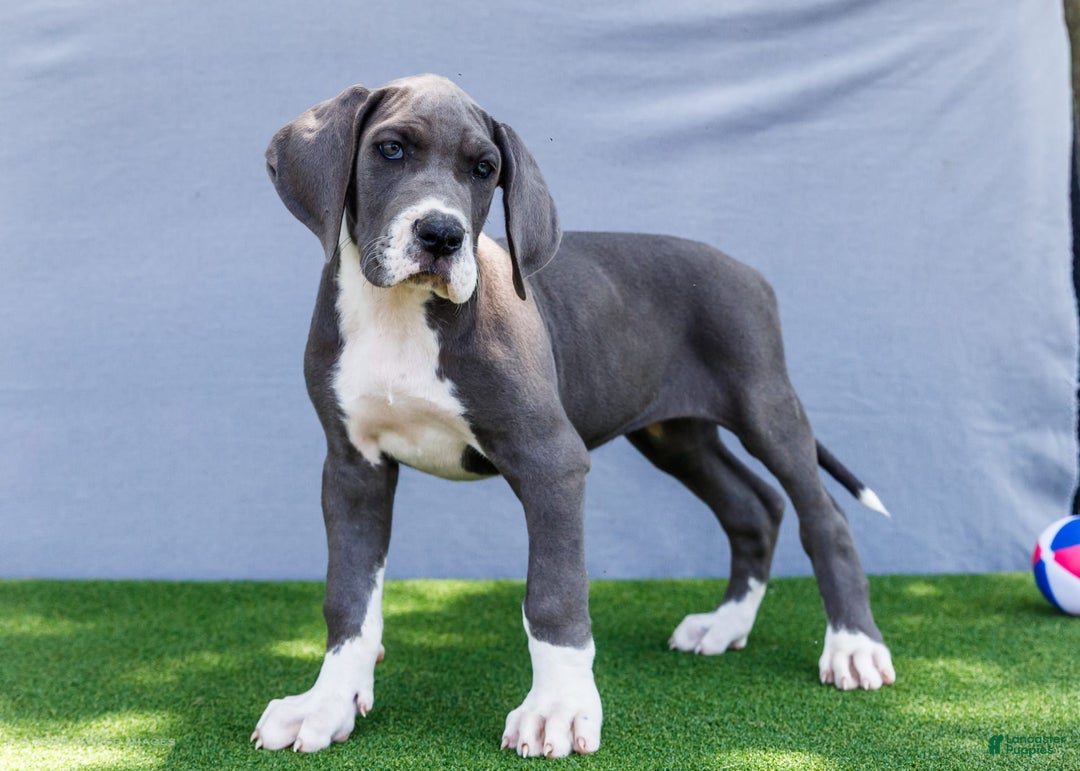 Great Dane dogs for sale: Karen - Image 4