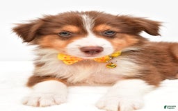 Australian Shepherd dogs for sale: Roscoe - Image 6