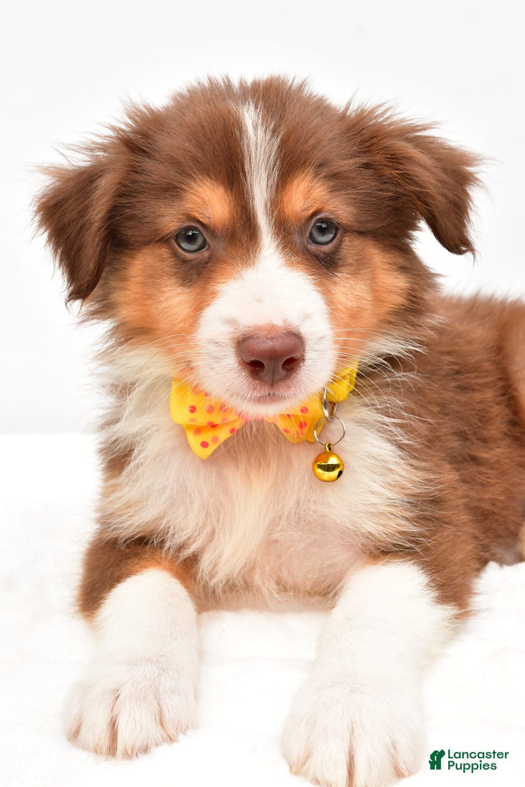 Australian Shepherd dogs for sale: Roscoe - Image 6
