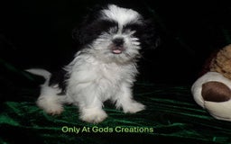 Shih Tzu dogs for sale: Tiny Jewel - Image 18