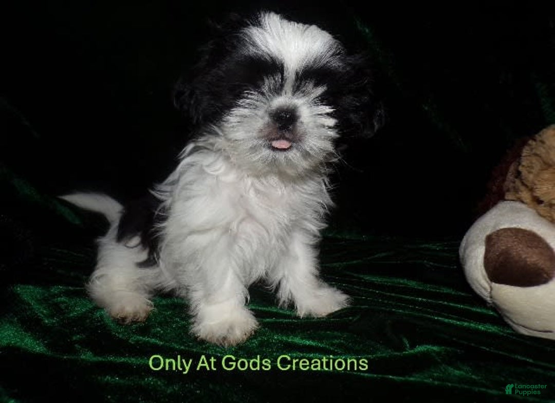 Shih Tzu dogs for sale: Tiny Jewel - Image 18