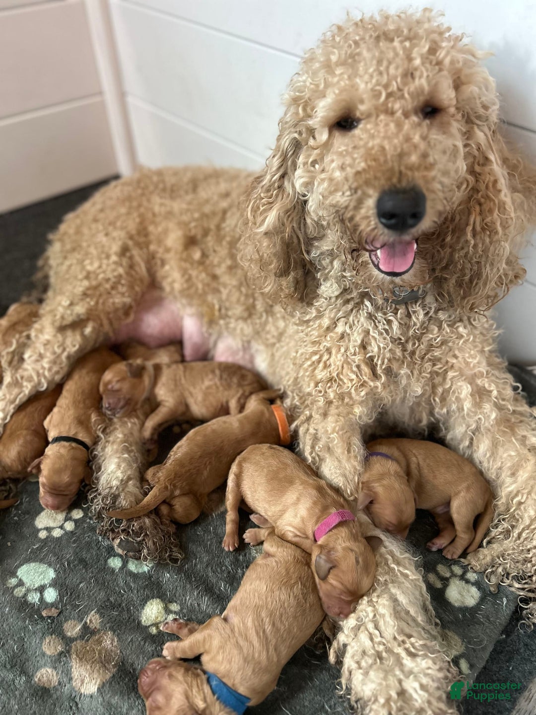 Goldendoodle dogs for sale: Percy - Image 6