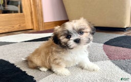 Lhasa Apso dogs for sale: Bella - Image 6