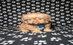 Shih Tzu dogs for sale: Dexter - Image 3