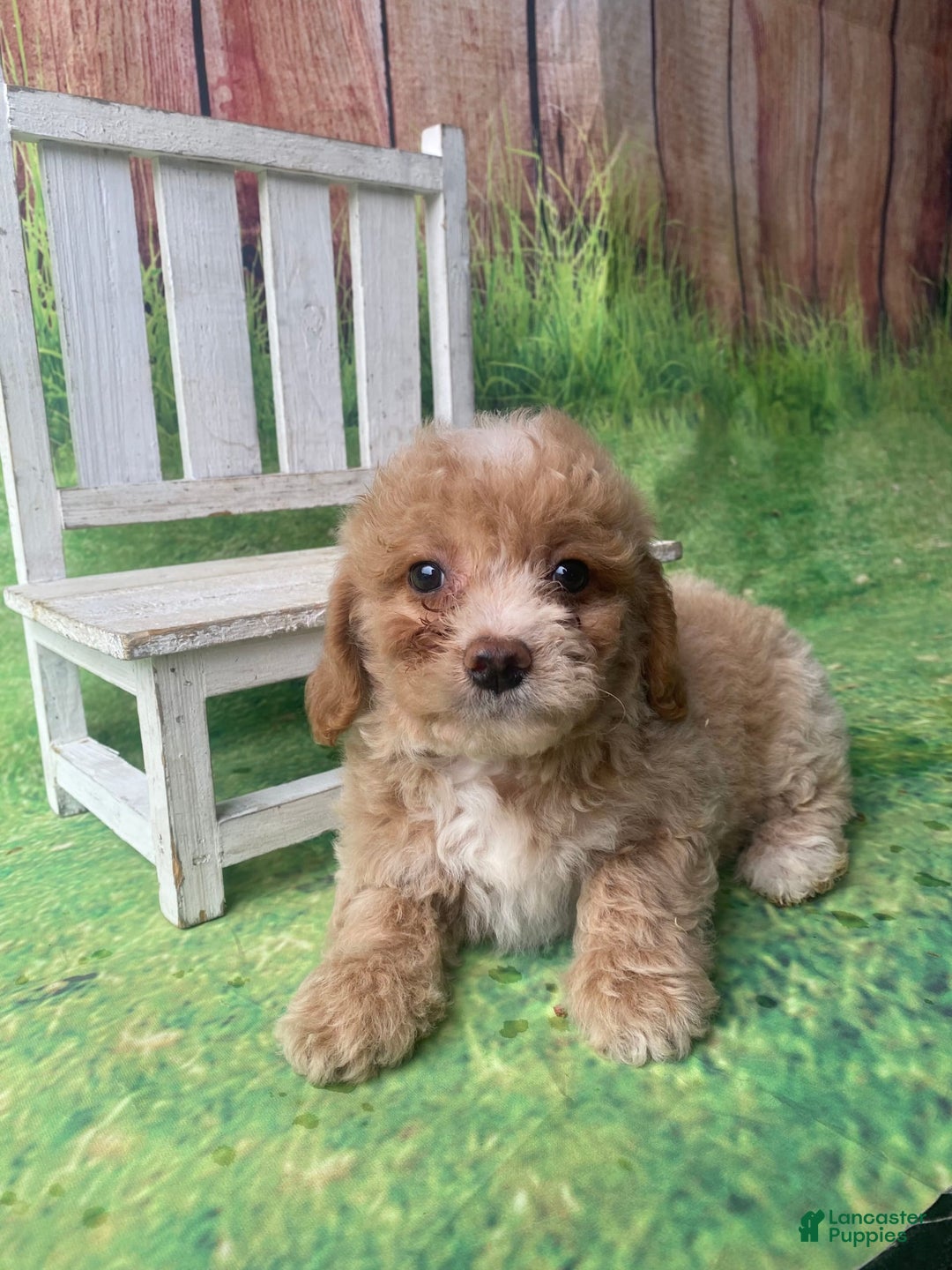 Mini Goldendoodle dogs for sale: Lani - Image 2