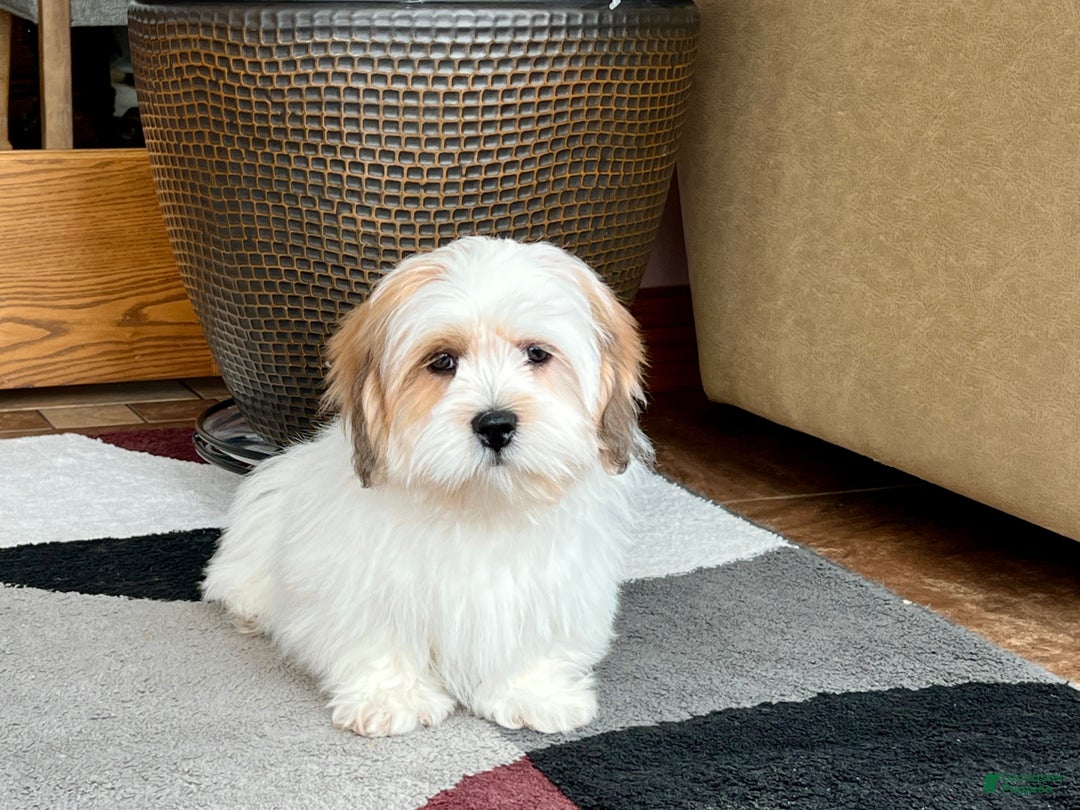 Lhasa Apso dogs for sale: Chloe - Image 5