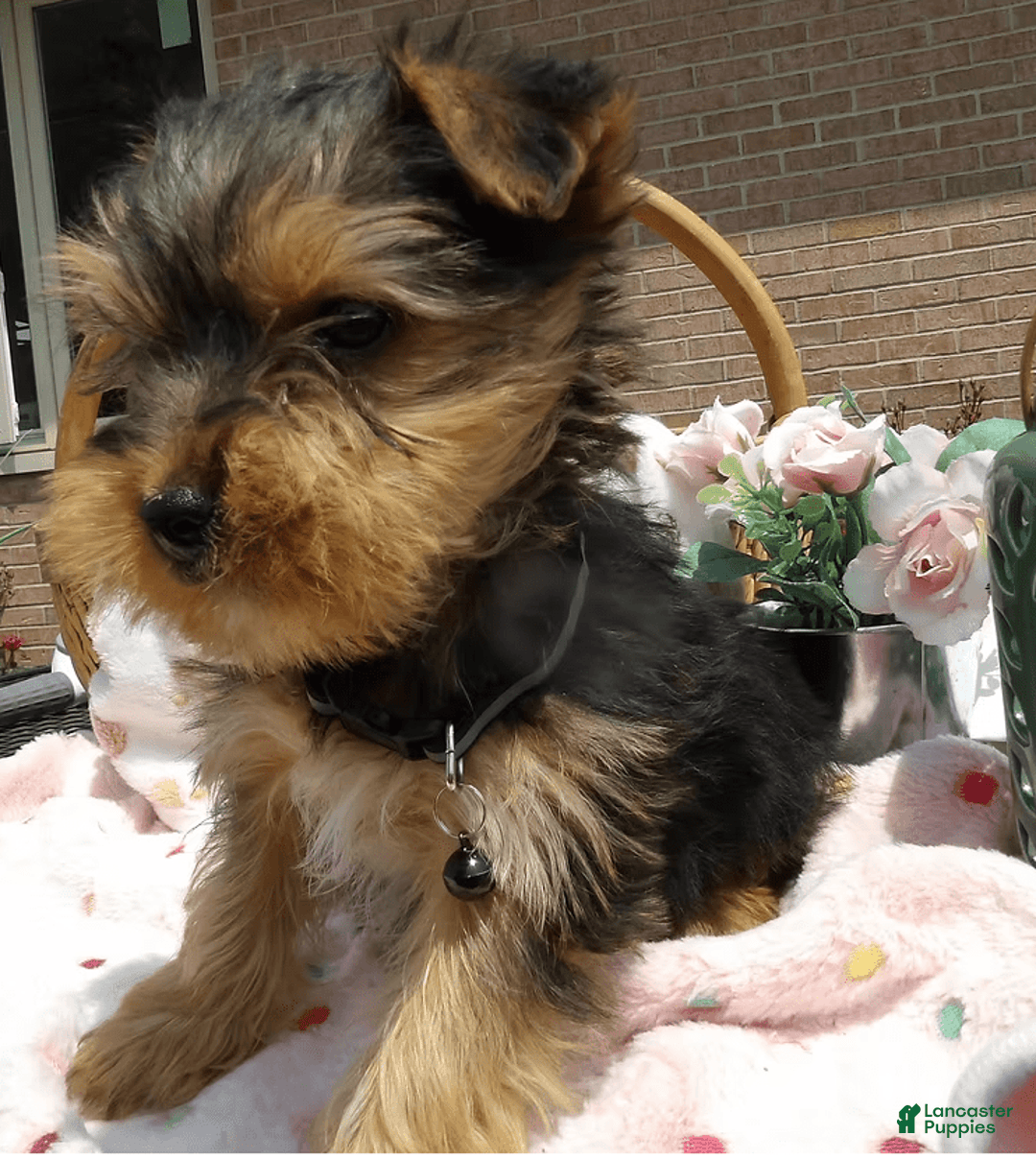 Yorkshire Terrier dogs for sale: Clark - Image 2