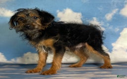 Yorkiepoo dogs for sale: Buster - Image 7