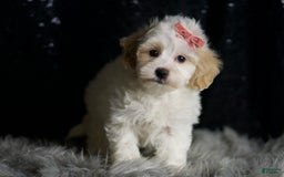 Maltipoo dogs for sale: Aphrodite - Image 5