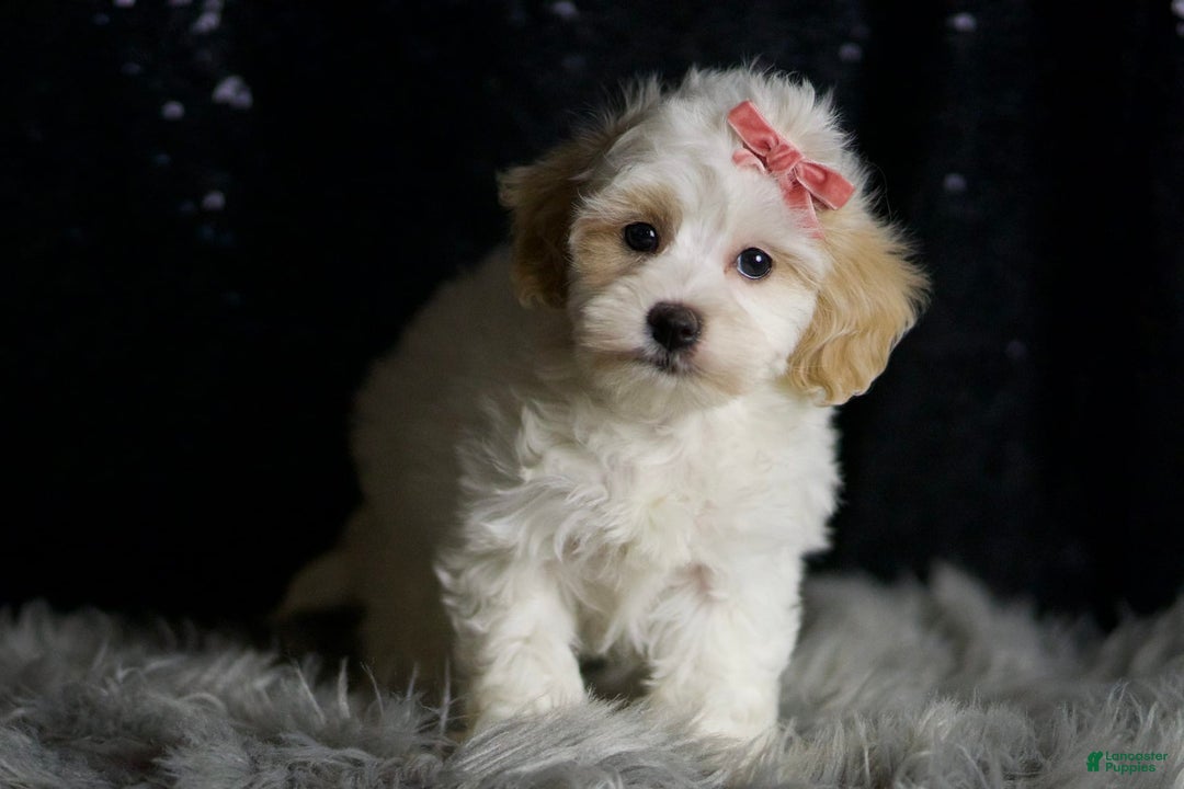 Maltipoo dogs for sale: Aphrodite - Image 5