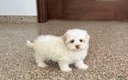 Havanese dogs for sale: Connor - Image 5