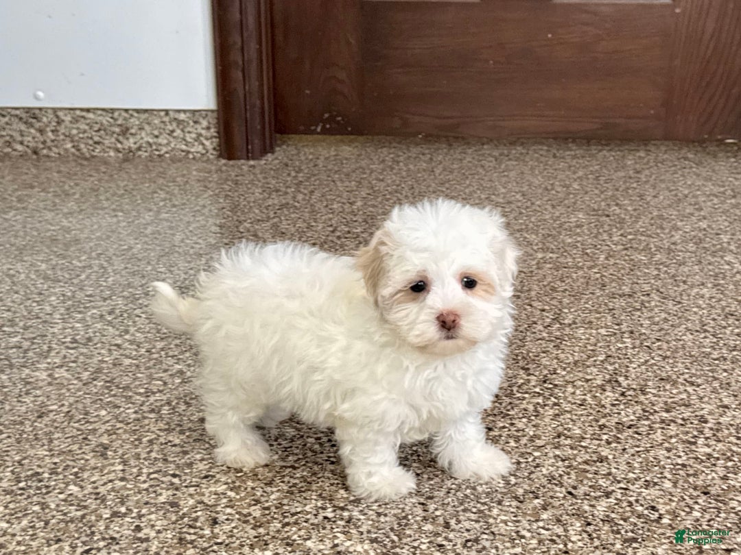 Havanese dogs for sale: Connor - Image 5