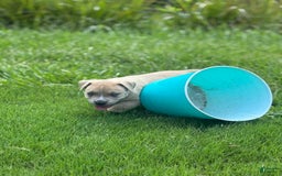 American Bully dogs for sale: Simba - Image 1