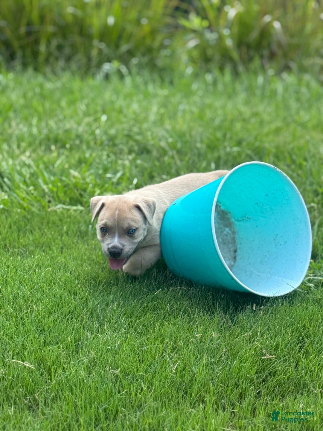 American Bully dogs for sale: Simba - Image 1