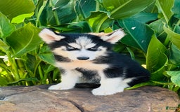 Siberian Husky dogs for sale: Stetson - Image 9