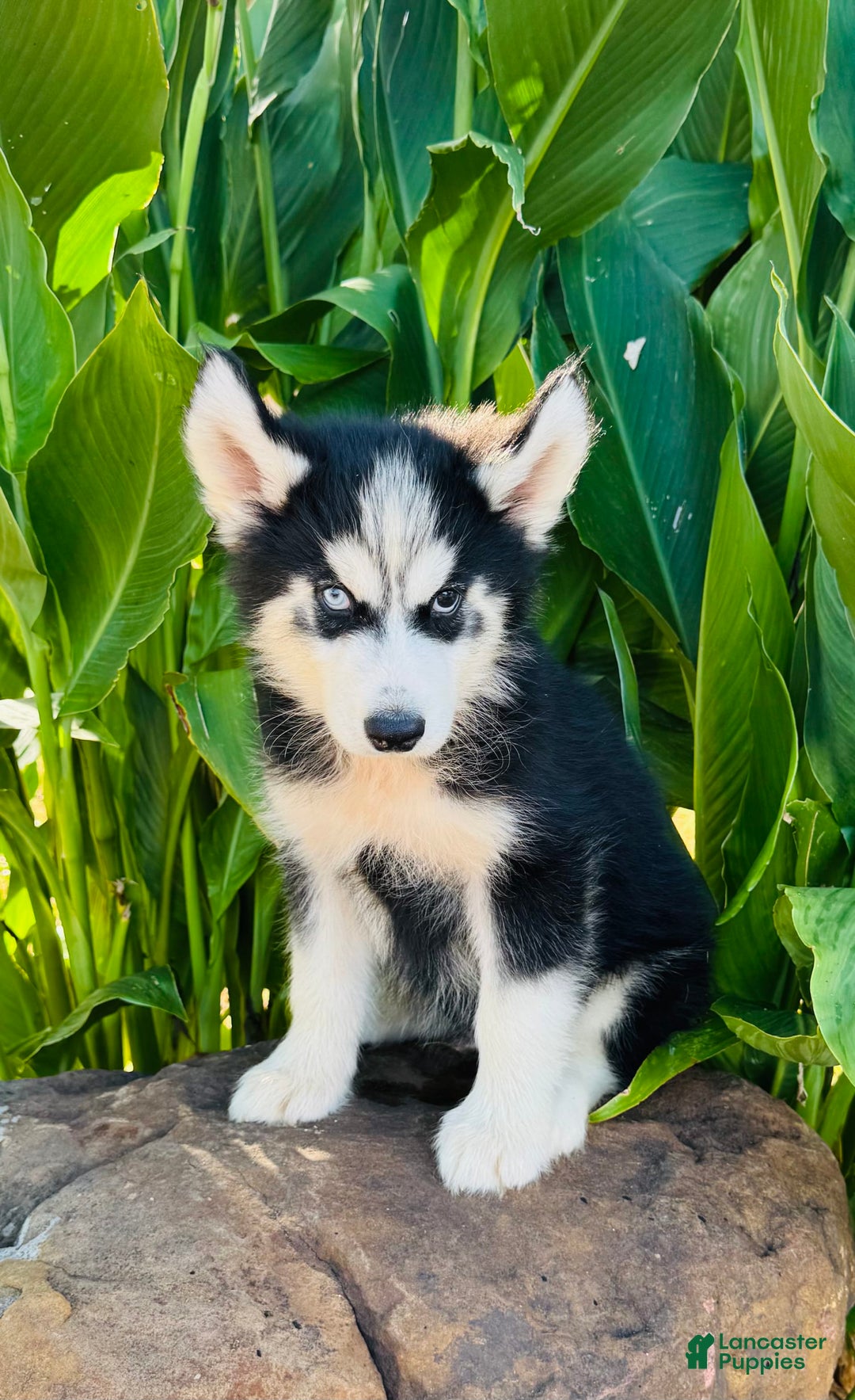 Siberian Husky dogs for sale: Stetson - Image 9