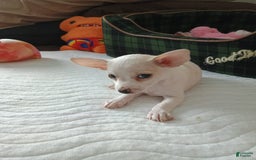 Chihuahua dogs for sale: Butters. Toy - Image 13