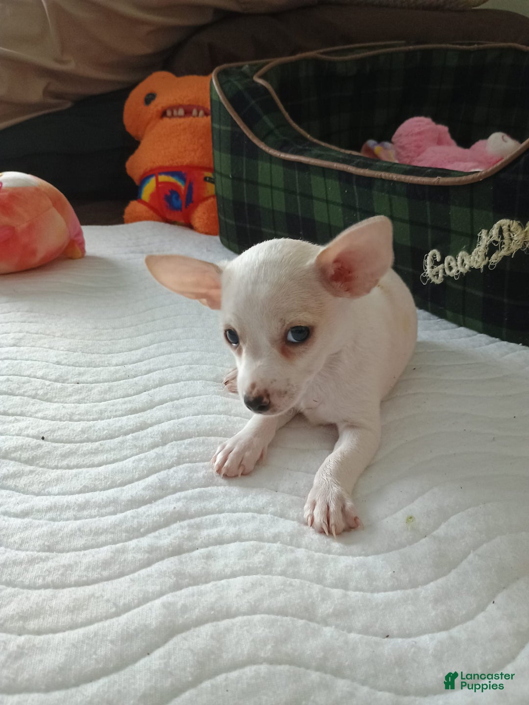 Chihuahua dogs for sale: Butters. Toy - Image 13