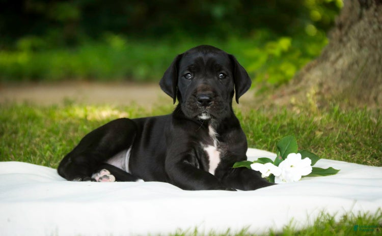 Great Dane dogs for sale - Ad 4