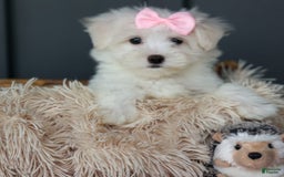 Maltese dogs for sale: Samantha - Image 2