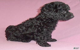 Yorkiepoo dogs for sale: Pepper - Image 9