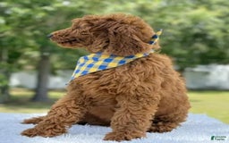 Goldendoodle dogs for sale: Chuy - Image 1