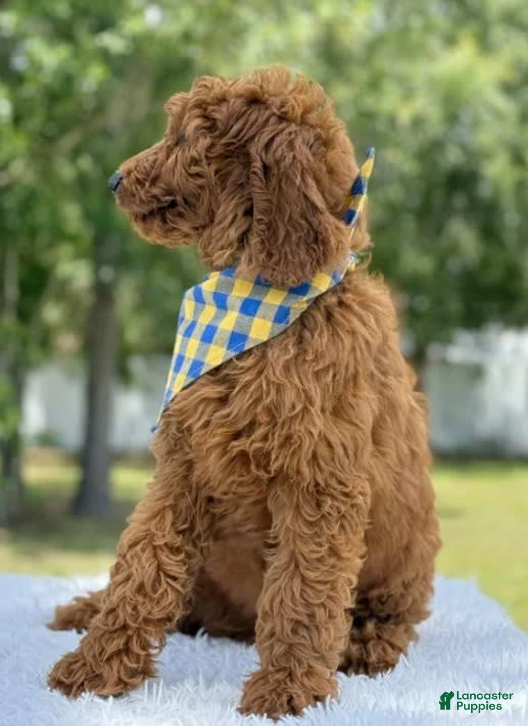 Goldendoodle dogs for sale: Chuy - Image 1