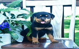 Rottweiler dogs for sale: Payton - Image 4