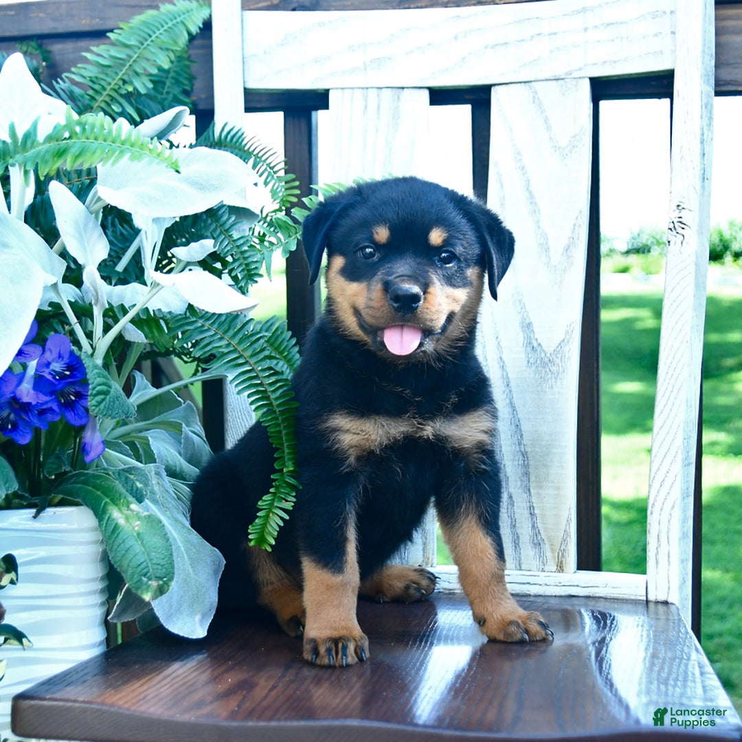 Rottweiler dogs for sale: Payton - Image 4