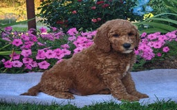 Goldendoodle dogs for sale: Roper - Image 7