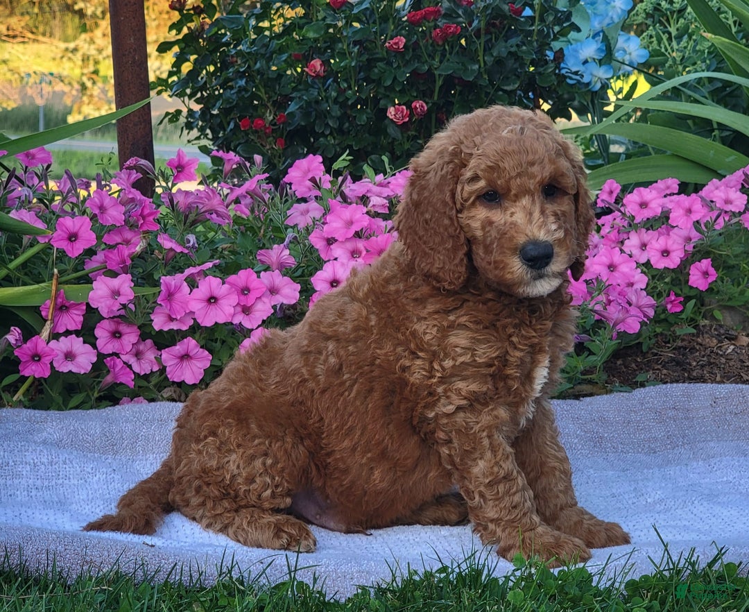Goldendoodle dogs for sale: Roper - Image 7