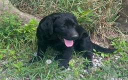 Labrador Retriever dogs for sale: Norman - Image 3