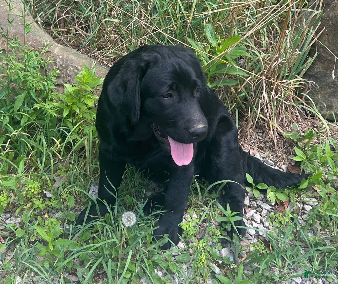 Labrador Retriever dogs for sale: Norman - Image 3