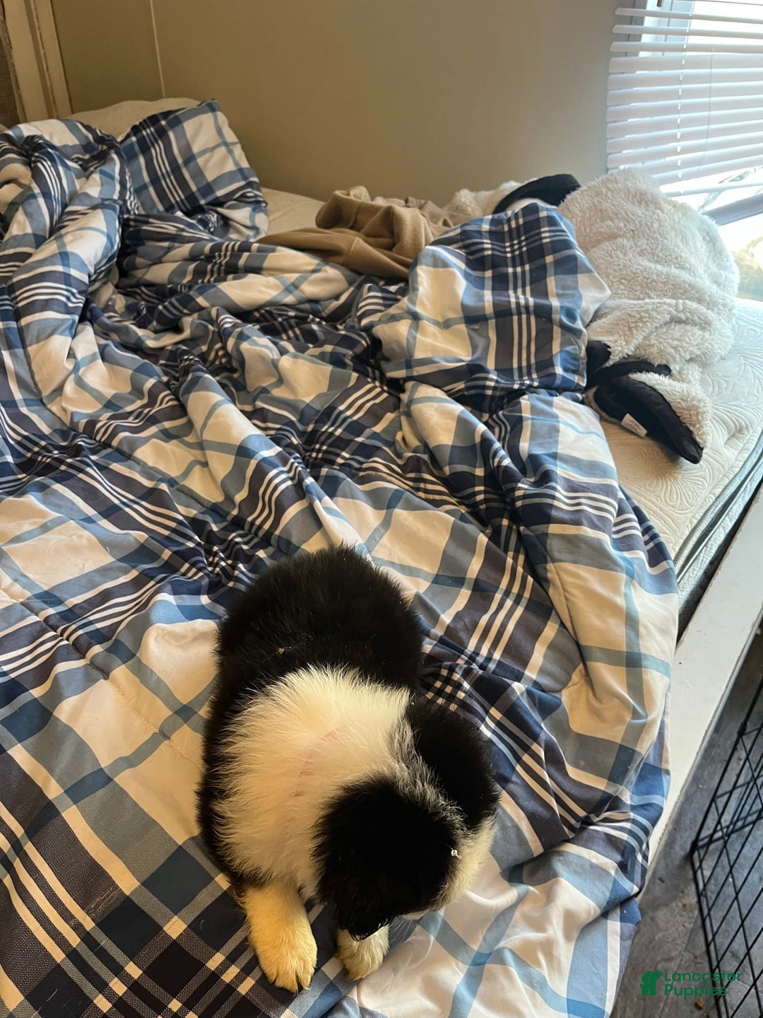 Miniature Australian Shepherd dogs for sale: Red - Image 2
