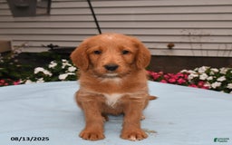 Goldador dogs for sale: Sandy - Image 2