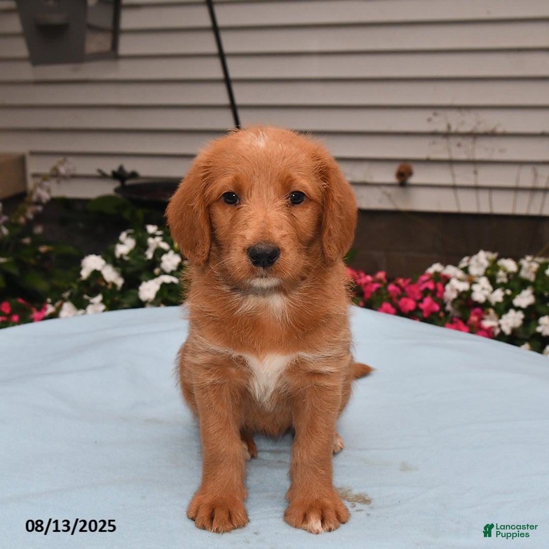 Goldador dogs for sale: Sandy - Image 2
