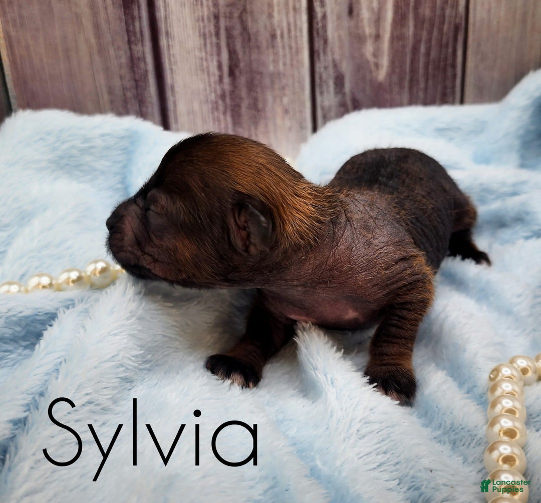 Chinese Crested dogs for sale: Sylvia - Image 4