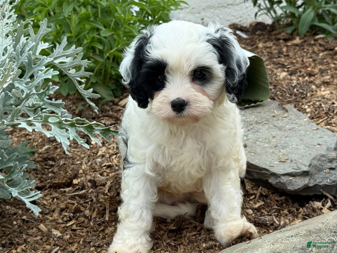 Cavapoo dogs for sale: Casper - Image 9