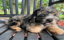 Mini Aussiedoodle dogs for sale: Canary - Image 27