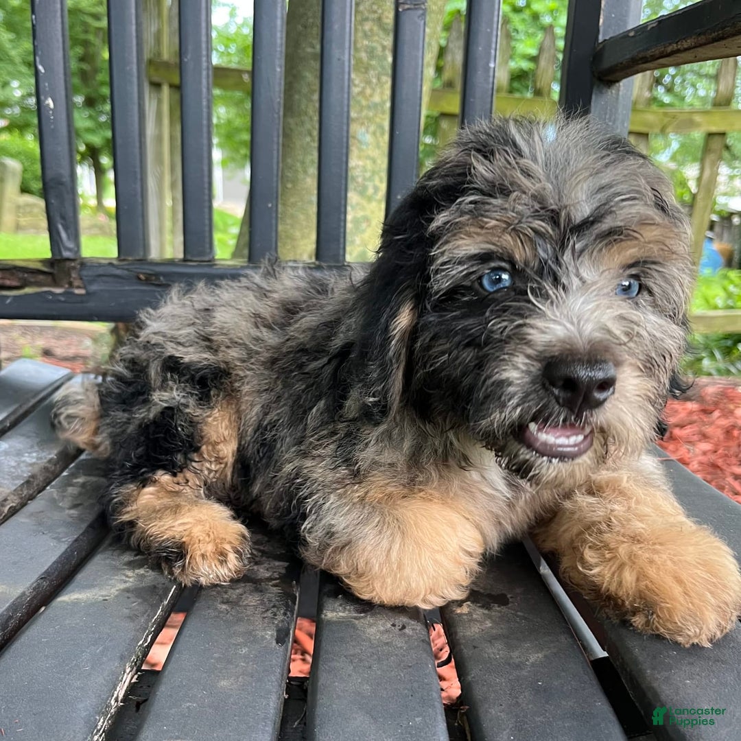Mini Aussiedoodle dogs for sale: Canary - Image 27